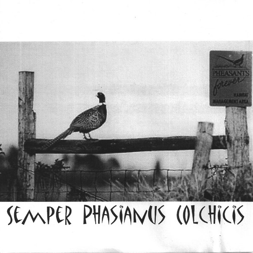 SoundCloud profile picture for @pheasants