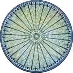 Diatom