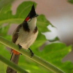 Baarin hemendra dixit