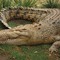 Grocodile