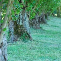 The Culture riddim Selecta OP4L Mix 2010