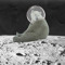 Astronaut Polar Bears