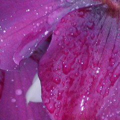 Purple Puppy Productions