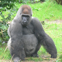Almighty Silverback