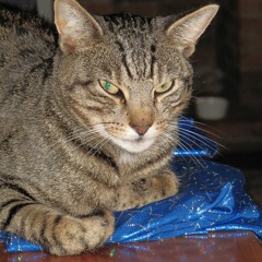 Mr.Whiskers