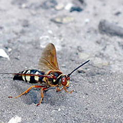 Bob Ross Is Still My Boss