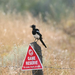 The Magpie