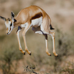 thegazelle