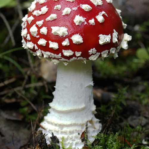 Stream professor seuss music Listen to songs, albums, playlists for