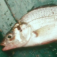 Τι ζορι τραβας - Κανον Θυτης & supreme