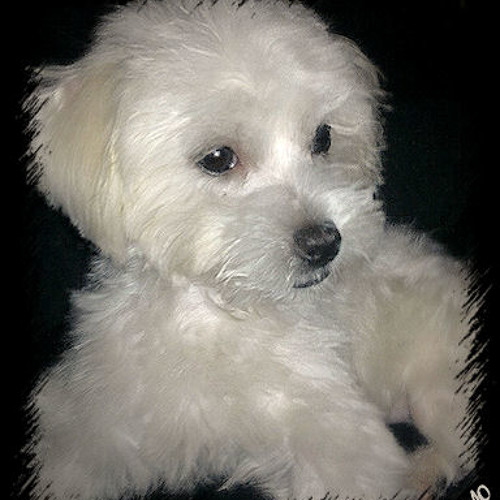 Ensemble - Sa Raison D'Etre (Pascal Obispo, Faudel, Ophelie Winter, Lara Fabian, Zazie,Axelle Red