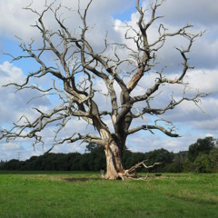 wild-wood