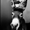 Dobbin
