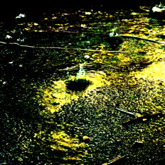 Alte schmeide quartet (2PM in the Forest with feat. Johannes Kretz)