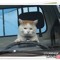 Cat with a ford