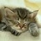 fluffycat57