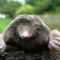 moleymolerson