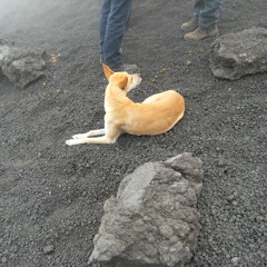 aliceisnotinwonderland