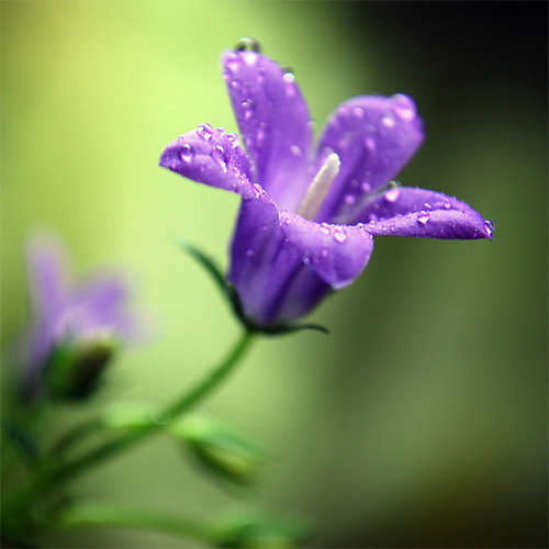 王菲。。。。传奇