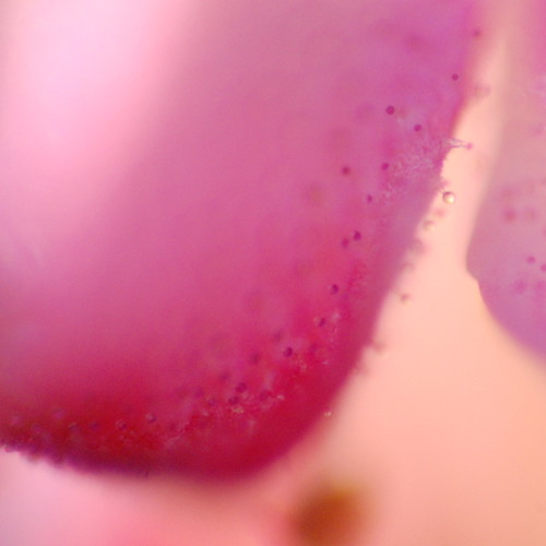 Rokia Traoré - Kôté don remix by Sacha