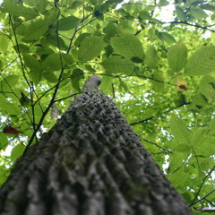 Treetops