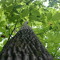 Treetops