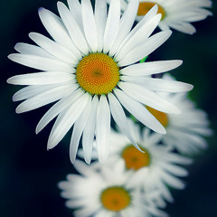 ☆¸¸.•*¨*diana*¨*•.¸¸☆