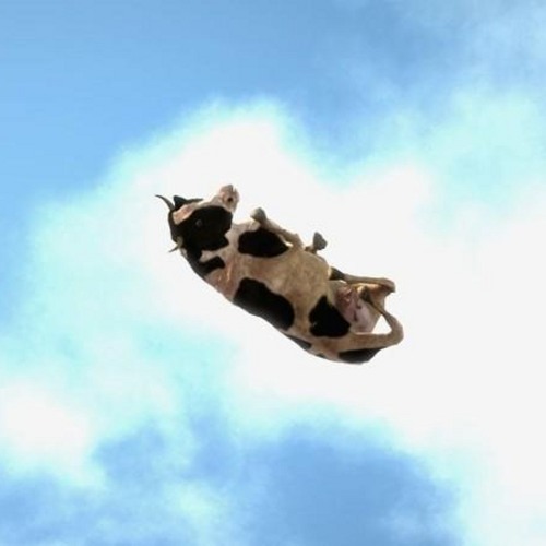 Flying Cow’s avatar