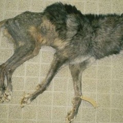 Night of the Meek - Live at Workers Club