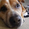 floppydog