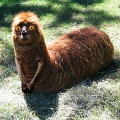 borderline terrorist