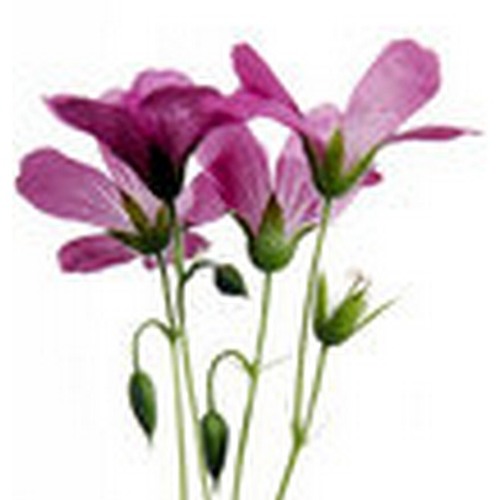 LORESTAN MUSIC  -      LORESTAN MUSIC میکس موسیقی لری