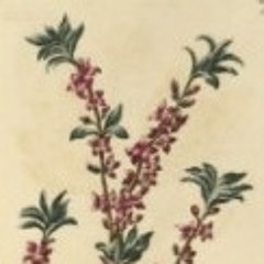 mezereon