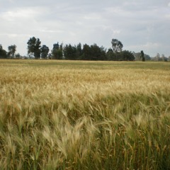 johanvn
