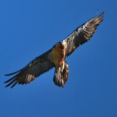 Montagnol dubber