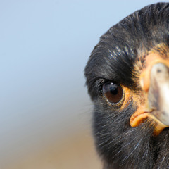 Amadeus - Suds & Soda live (dEUS cover)