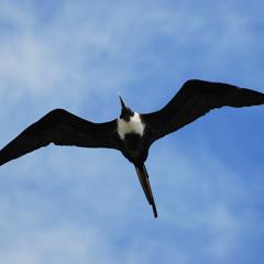 The Frigate Birds