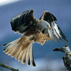 love the way you lie