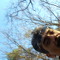 VahidAsk