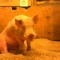 Baby Barnyard