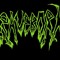 Graveborn