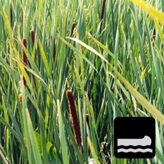 SonicCanoeRecordingStudio