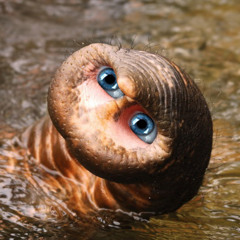 soorovi - photomorphogenesis (2011)