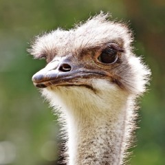 Beyond Ostrich Economics.