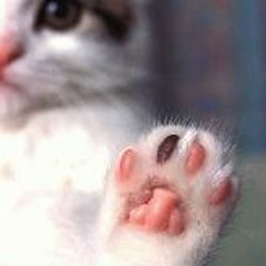 koolpaw