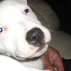 chopper tomo