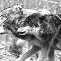 wolves.dj