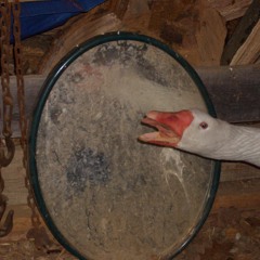 dehgotz