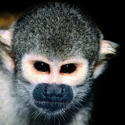 Stream Saimiri music Listen to songs, albums, playlists for free on