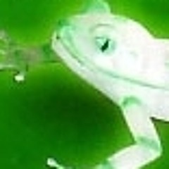 Plastic_Frog_Records